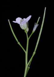 Cardamine coronata. Inflorescence.
 Image: P.B. Heenan © Landcare Research 2019 CC BY 3.0 NZ